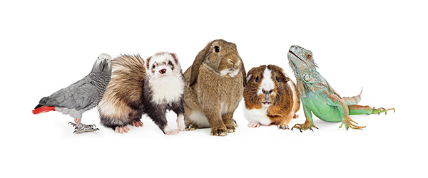 Small Animals & Exotic Pets